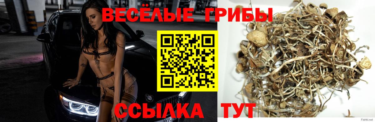 Новоалександровск  Псилоцибиновые грибы MAGIC MUSHROOMS  Вход с VPN 